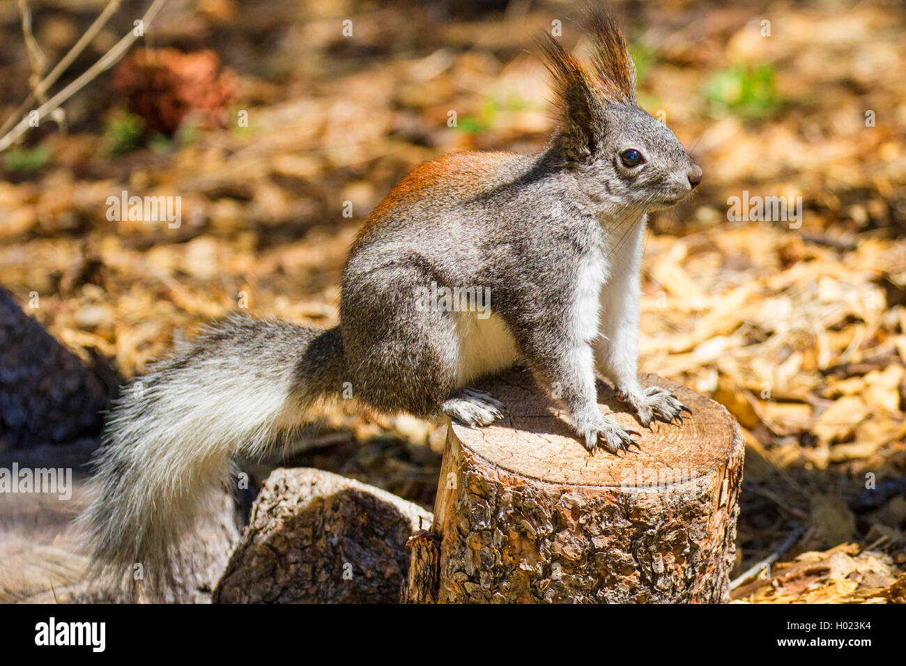Tassle-eared, Abert die Eichhörnchen (Sciurus aberti), sitzt auf einem Baum Baumstumpf, USA, Arizona, Flagstaff Stockfoto