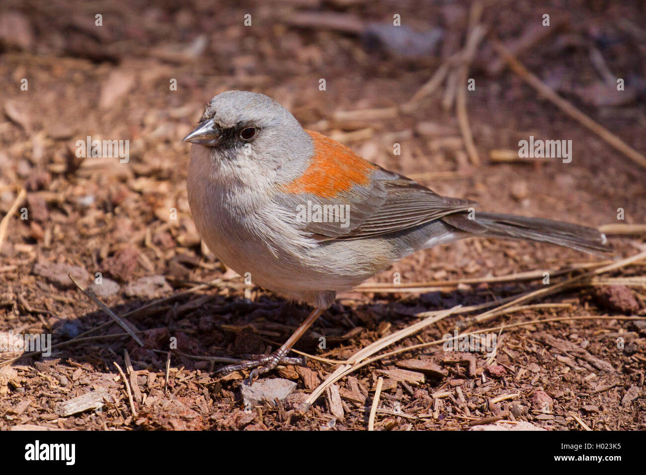 Graue junco (Junco hyemalis caniceps, Junco caniceps), auf dem Boden sitzend, USA, Arizona, Flagstaff Stockfoto