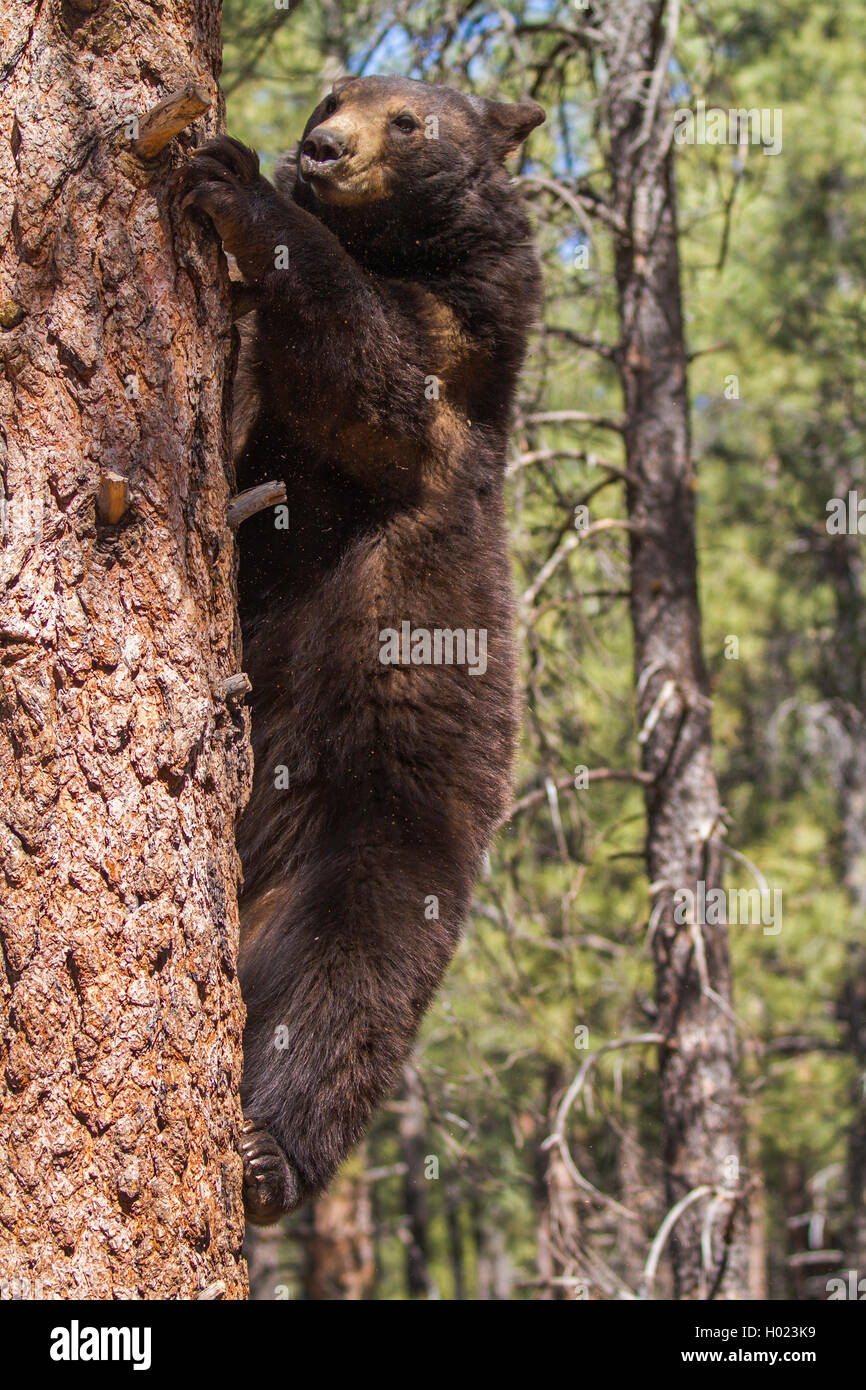 Amerikanischer Schwarzbär (Ursus americanus), klettert hinunter eine hohe Kiefer, USA, Arizona, bearizona Wildlife Park, Flagstaff Stockfoto