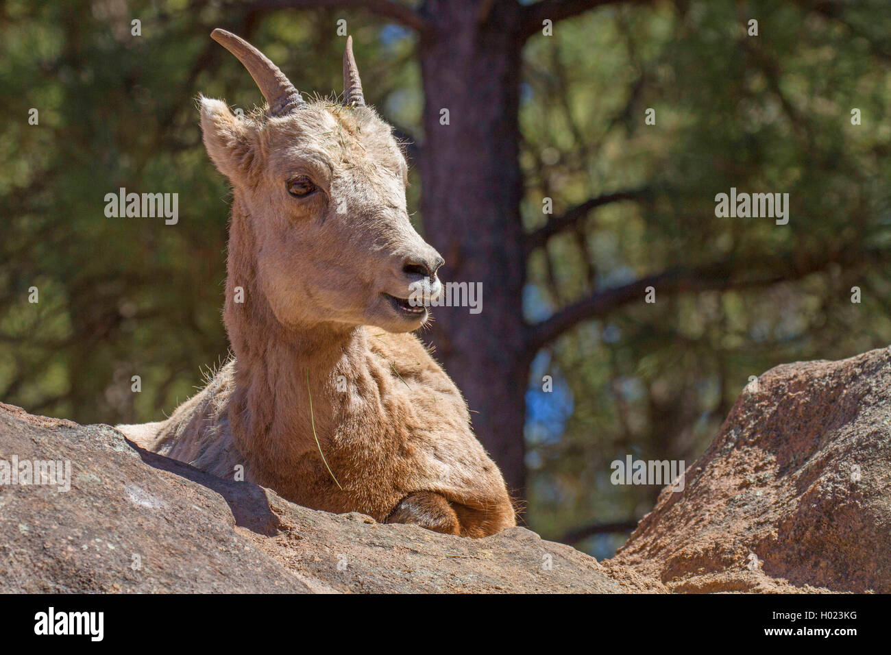 Dickhornschafe, Amerikanische Bighorn, Berg Schafe (Ovis canadensis), Lamm, USA, Arizona, bearizona Wildlife Park Stockfoto