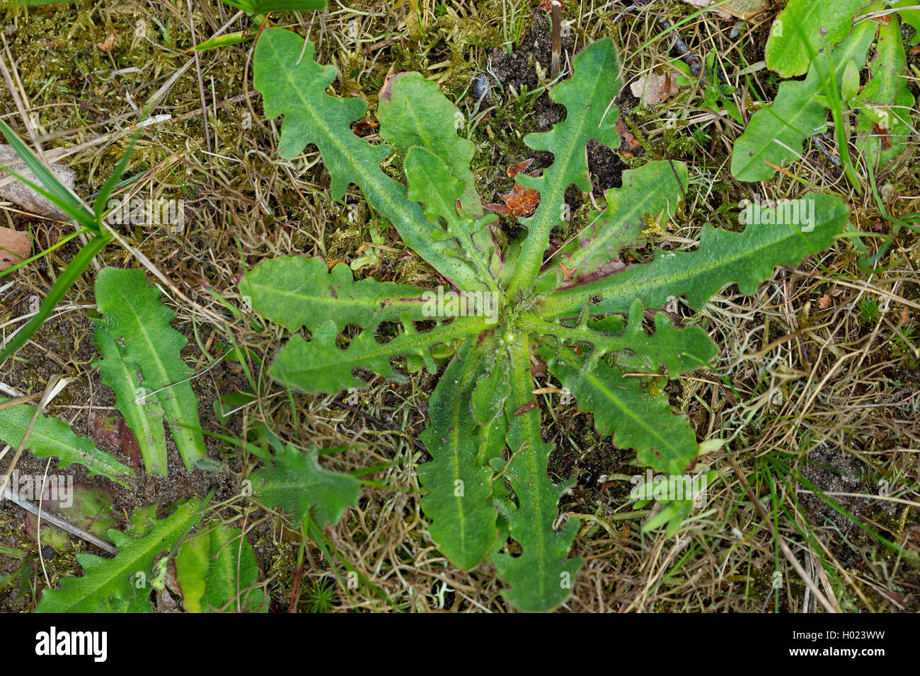 Cat's Ohr, Spotted Cat's Ohr, Gosmore, Ohr des behaarten Katze, Spotted Cat's-Ohr (Hypochaeris radicata, Hypochoeris Radicata), Blattrosette, Deutschland Stockfoto