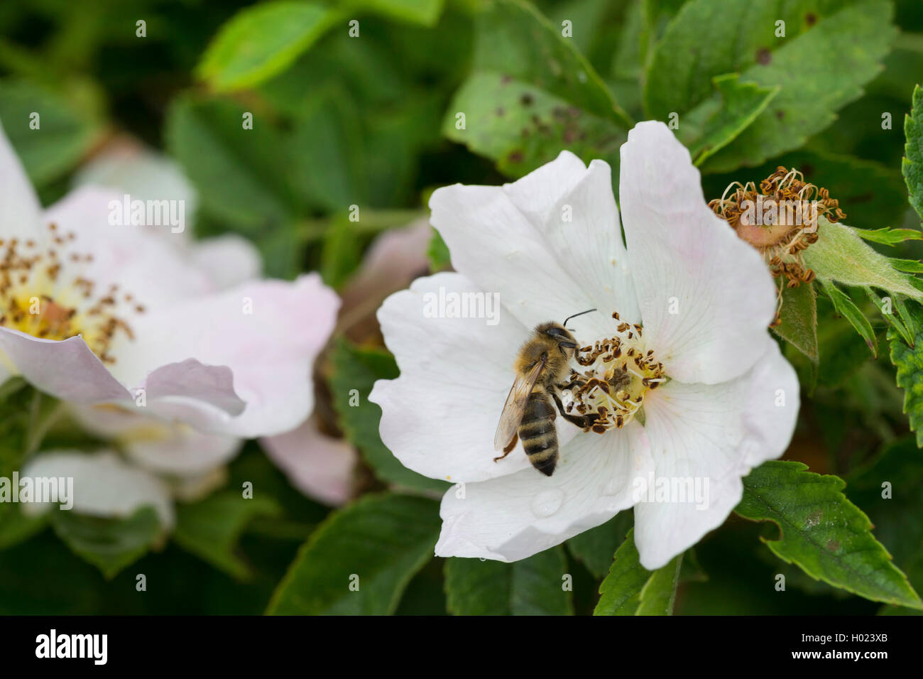 Honey Bee, hive Biene (Apis mellifera mellifera), auf wilde Rose Blume, Deutschland Stockfoto