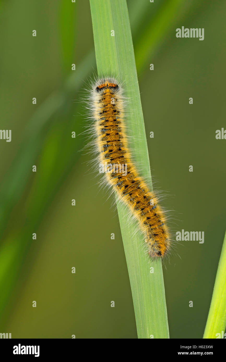 Lappet Motte (Lasiocampa eversmanni, Pachygastria eversmanni, Lasiocampa aucta, Gasteropacha eversmanni), Caterpillar Fütterung auf Gras, Deutschland Stockfoto