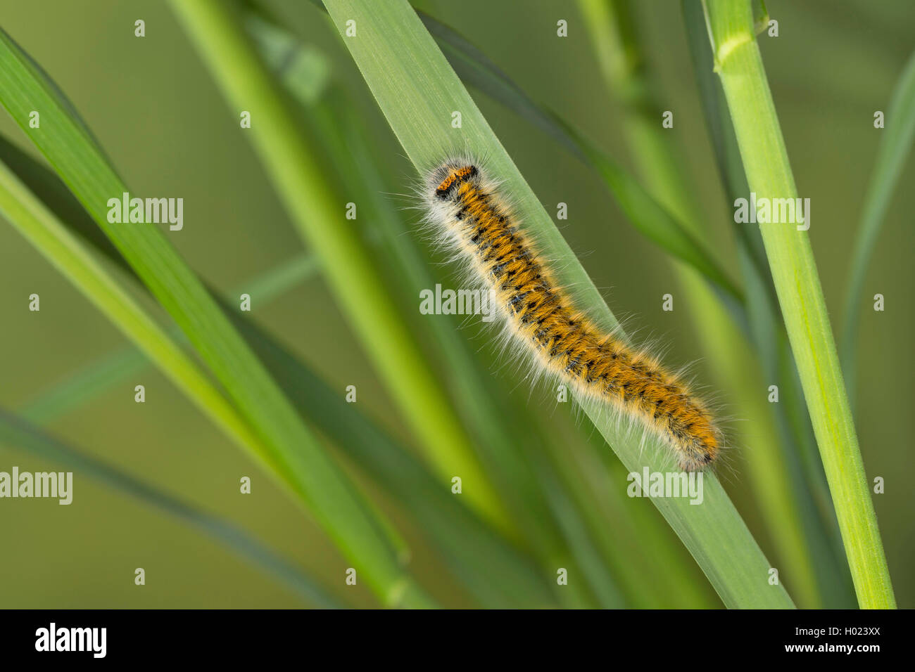 Lappet Motte (Lasiocampa eversmanni, Pachygastria eversmanni, Lasiocampa aucta, Gasteropacha eversmanni), Caterpillar Fütterung auf Gras, Deutschland Stockfoto