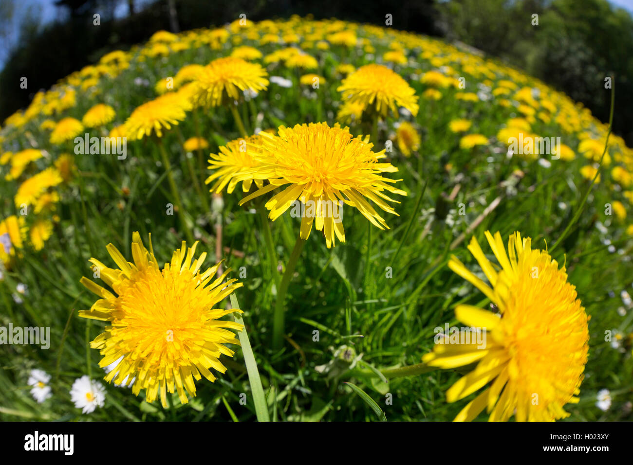 Gemeinsame Löwenzahn (Taraxacum officinale), blühen in einer Wiese, fischauge Bild, Deutschland Stockfoto