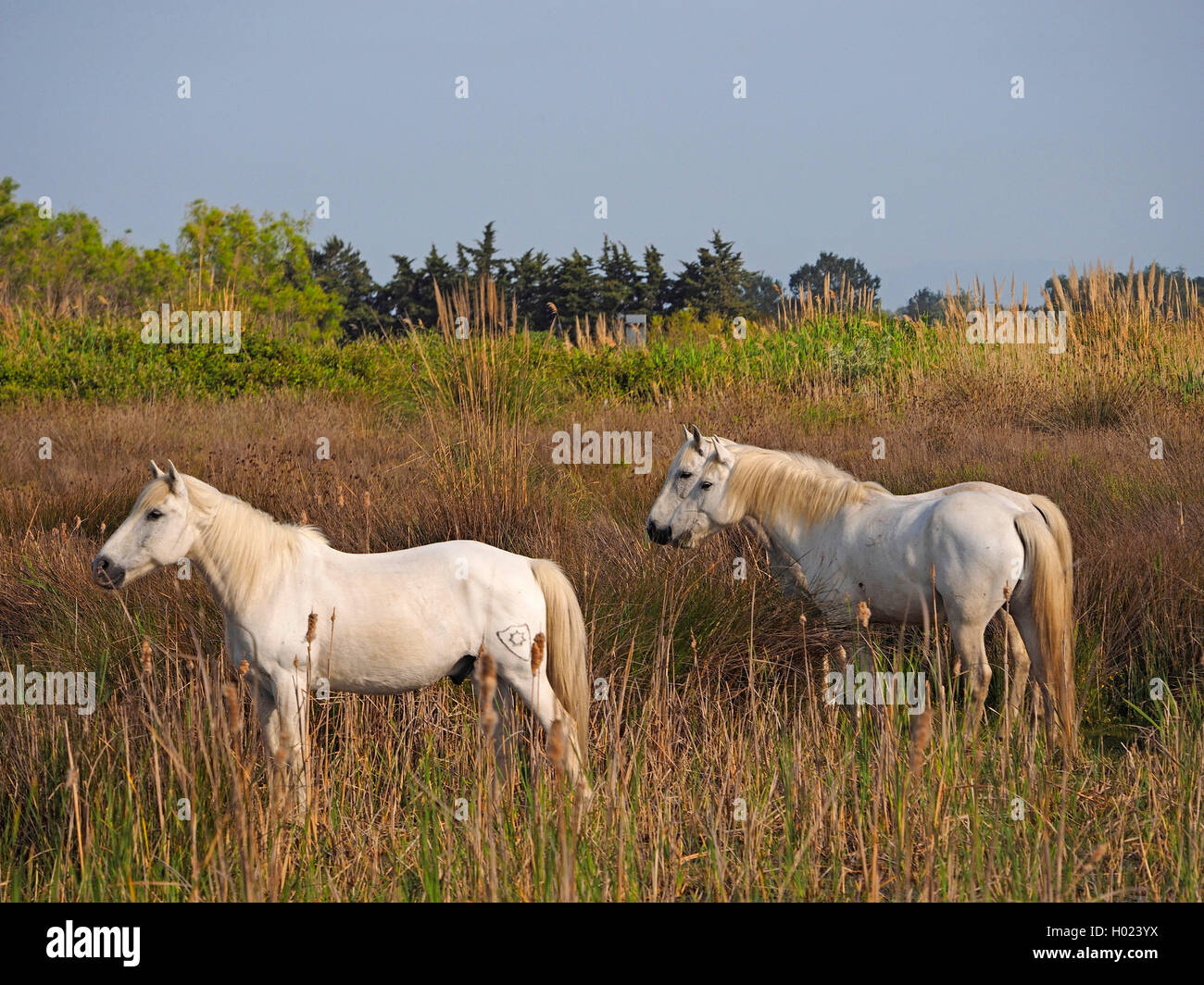 Camargue Pferd (Equus przewalskii f. caballus), weiße Pferde in einem Sumpf Wiese in der Camargue, Frankreich, Camargue Stockfoto