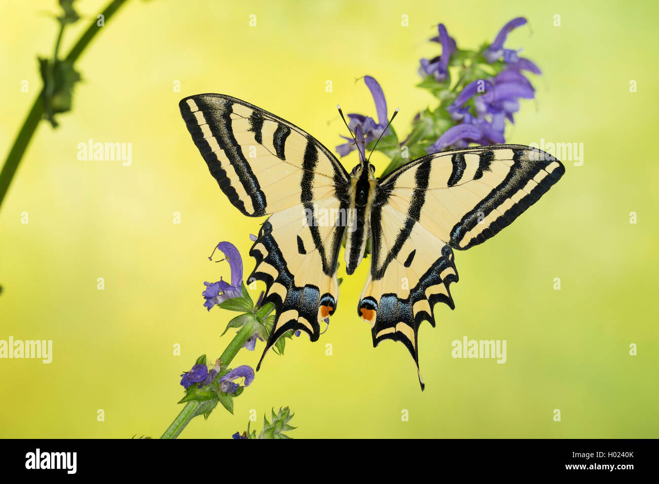 Südlicher Schwalbenschwanz, Schwalbenschwanz (Papilio alexanor, Alexanor Papilio alexanor eitschbergeri), sitzen auf den blauen Blüten Stockfoto