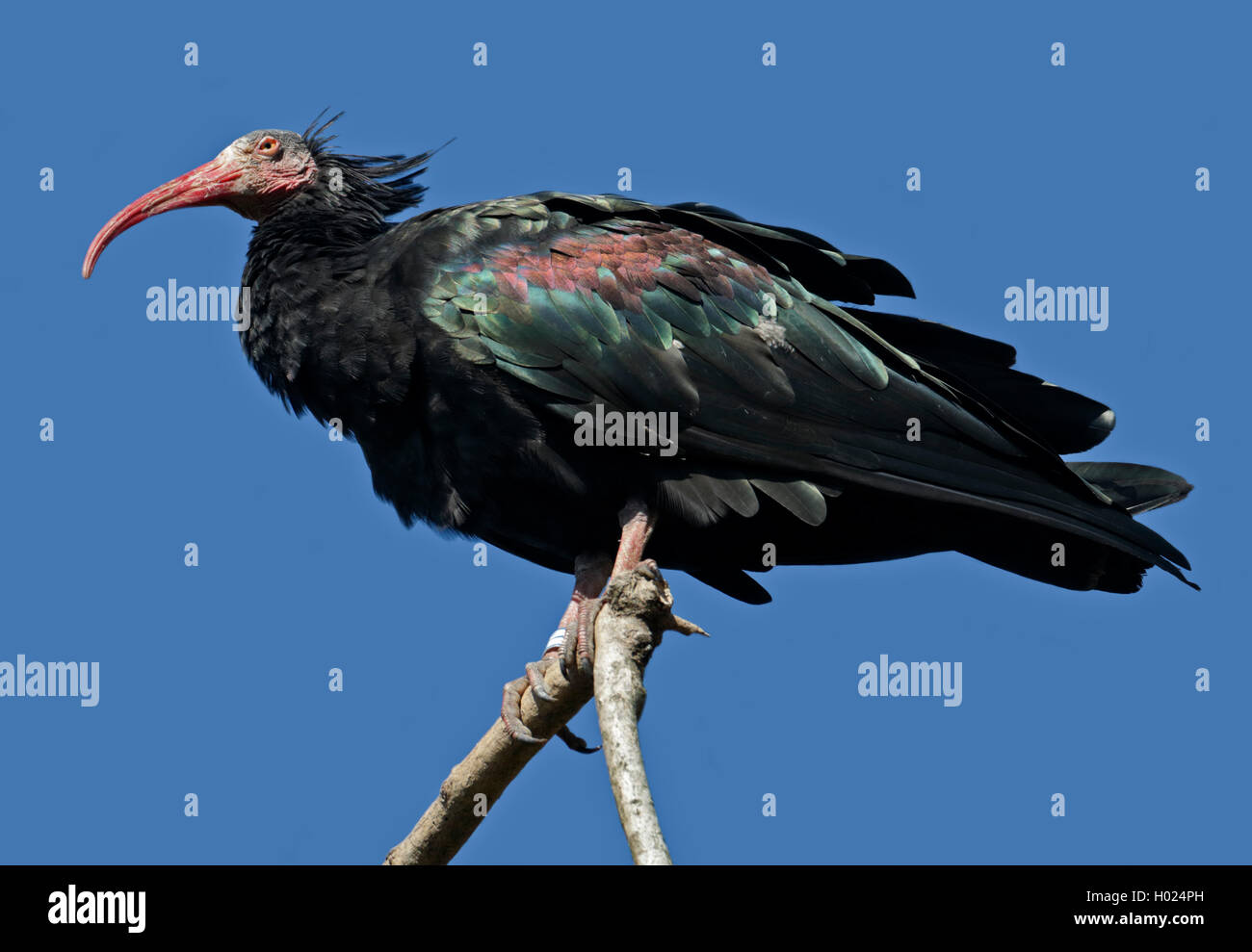 Waldrapp Ibis (Geronticus Eremita) Stockfoto