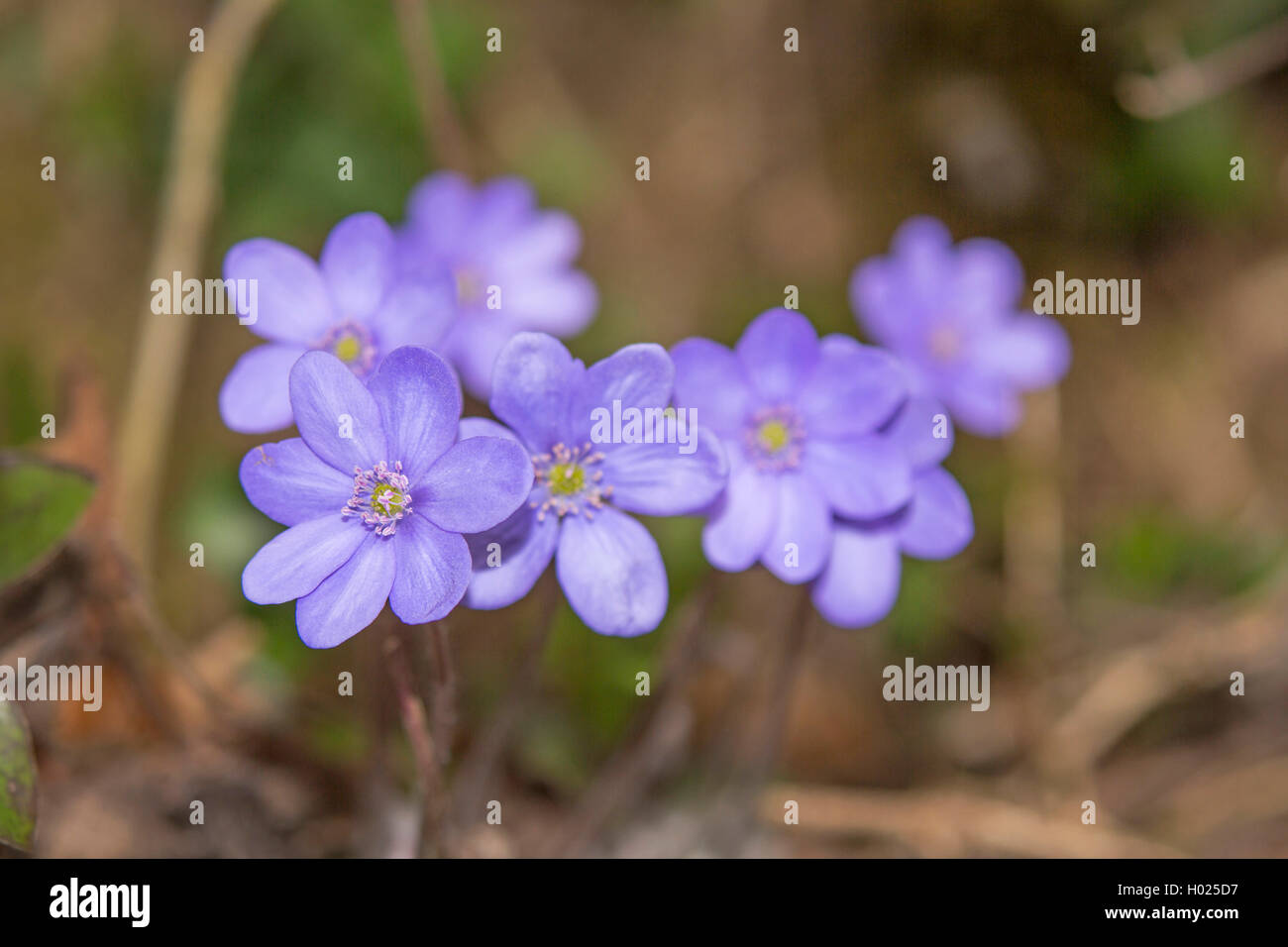 Leberblümchen liverleaf, Amerikanische Muskeltrainings (Hepatica nobilis, Anemone hepatica), Blumen, Deutschland, Bayern, Oberbayern, Oberbayern Stockfoto