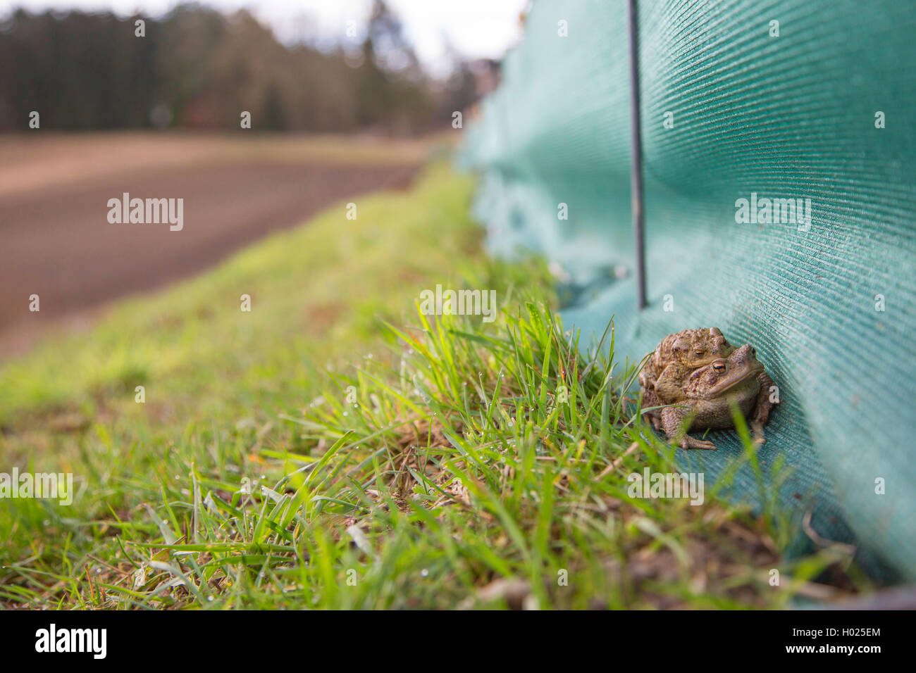 Europäische Erdkröte (Bufo bufo), ein paar Spaziergänge entlang einem Schutzzaun, Deutschland, Bayern, Niederbayern, Oberbayern Stockfoto