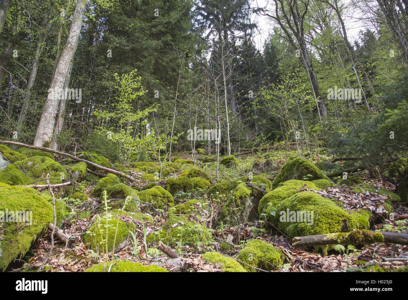 Bemooste Steine auf einer Lichtung, Deutschland, Bayern, Nationalpark Bayerischer Wald Stockfoto
