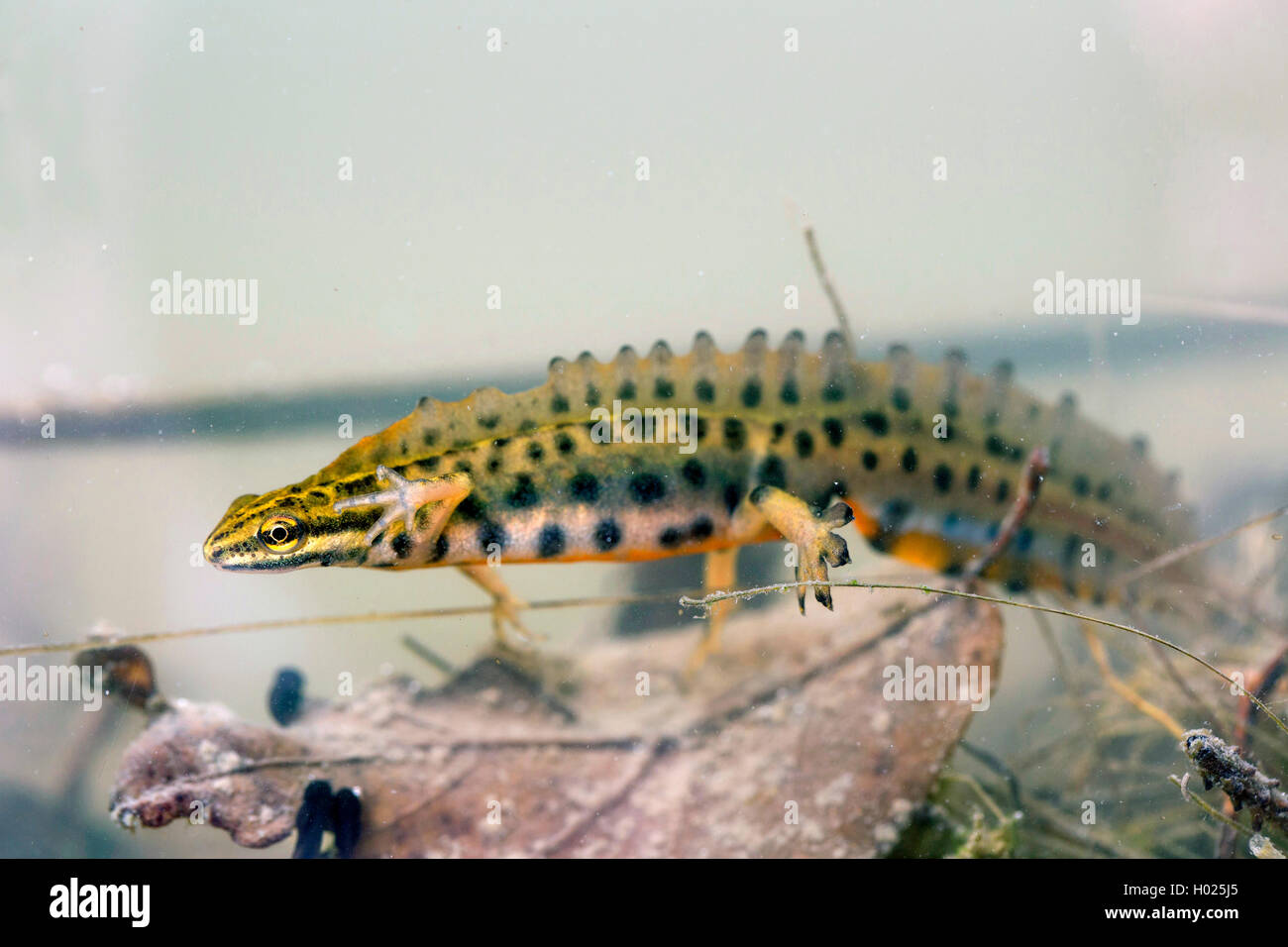 Teich Molche Stockfotos & Teich Molche Bilder Alamy