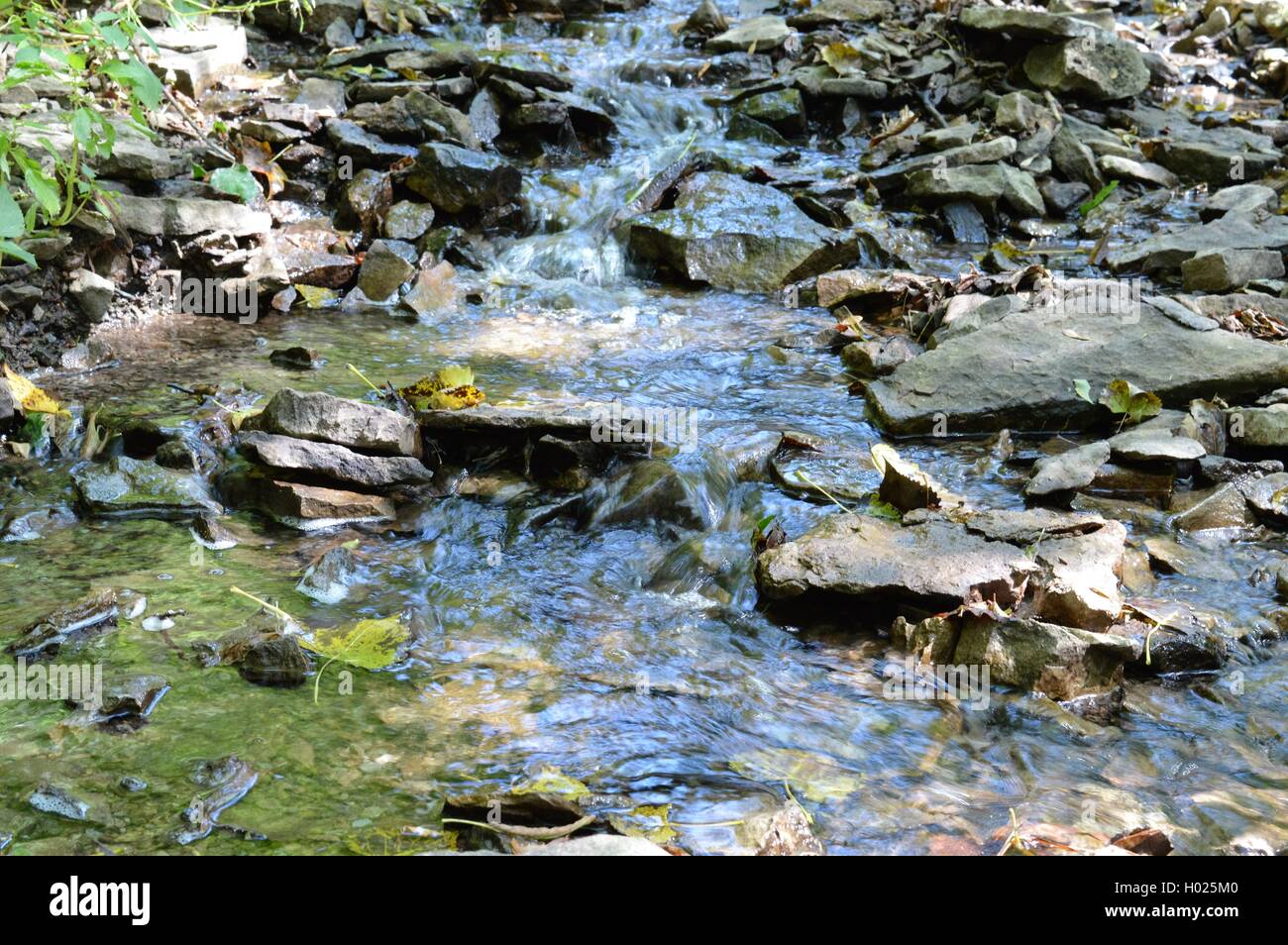 Wasser läuft in den Wald Stockfoto