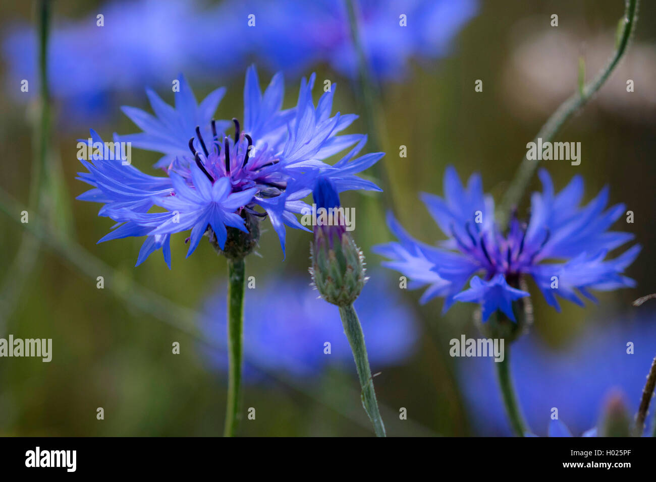 Bachelor- Taste, bluebottle, kornblume (Centaurea cyanus), blauen Blüten, Deutschland, Bayern Stockfoto