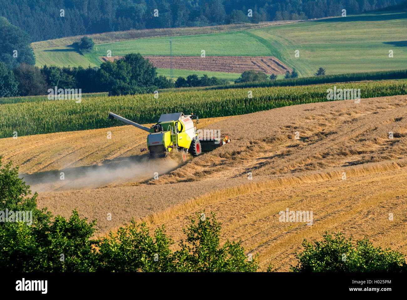Weichweizen, Weizen (Triticum aestivum), Weizen, Ernte mit einem Harvester in hügeliger Landschaft, Deutschland, Bayern, Isental Stockfoto
