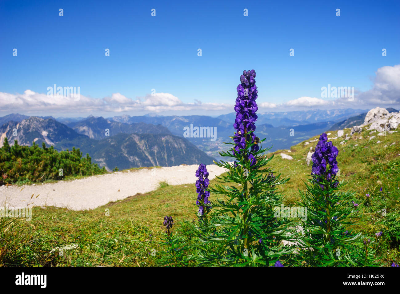 Aconitum Napellus oder des Mönchs-Haube oder Wolfswurz Blumen gegen Hochgebirge Stockfoto