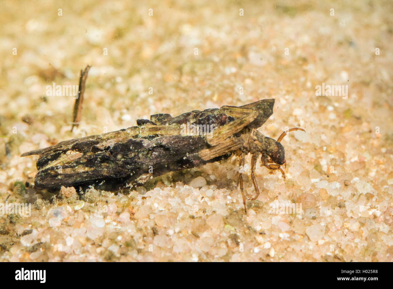 Köcherfliegen (Trichoptera), imago mit Köcher von Teilen der Anlage Stockfoto