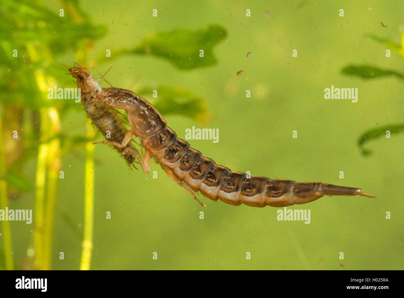 Tolles Tauchen Käfer (Dytiscus Marginalis), Larven schwimmen mit Preyed Larve der weniger Silber wasser Käfer, Seitenansicht, Deutschland Stockfoto