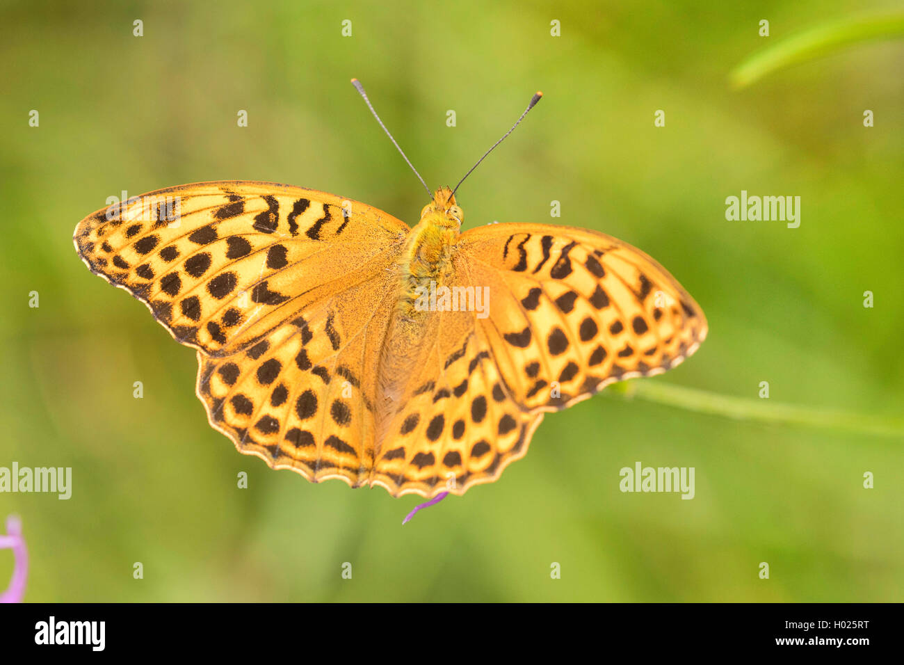 Silber - gewaschen fritillary (Ceriagrion tenellum), weiblich, Ansicht von oben, Deutschland, Bayern, Staffelseemoore Stockfoto