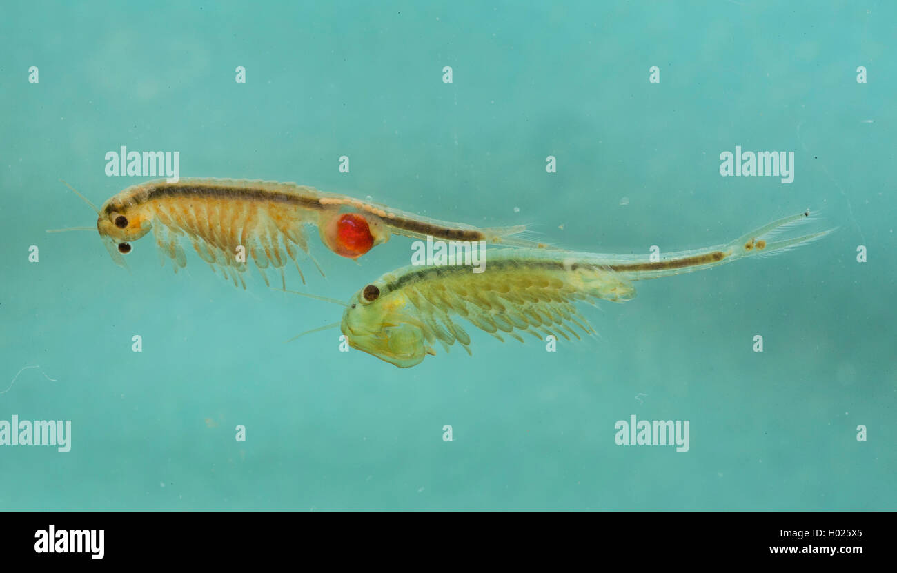 Macrocrustacean, Anostraca (Tanymastix stagnalis), weiblich und männlich, Deutschland Stockfoto