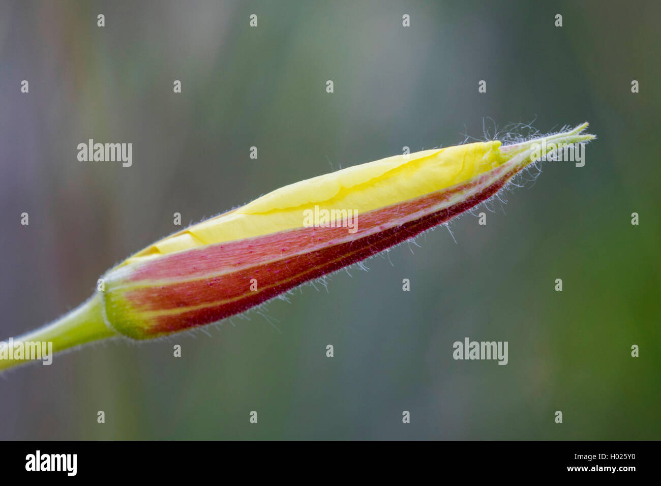 Large-Flowered Abend, Red-Sepaled Evening-Primrose, Large-Leaved Abend Primerose (Oenothera glazioviana, Oenothera erythrosepala), Bud, Deutschland, Bayern Stockfoto