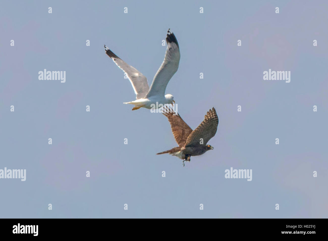 Northern Habicht (Accipiter gentilis), mit gefangen singin Vogel, von einer Möwe angegriffen, Bayern, Deutschland Stockfoto