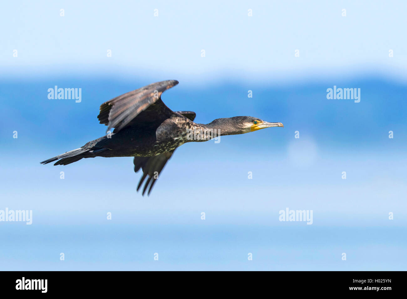 Kormoran (Phalacrocorax Carbo), fliegen, Deutschland, Bayern Stockfoto