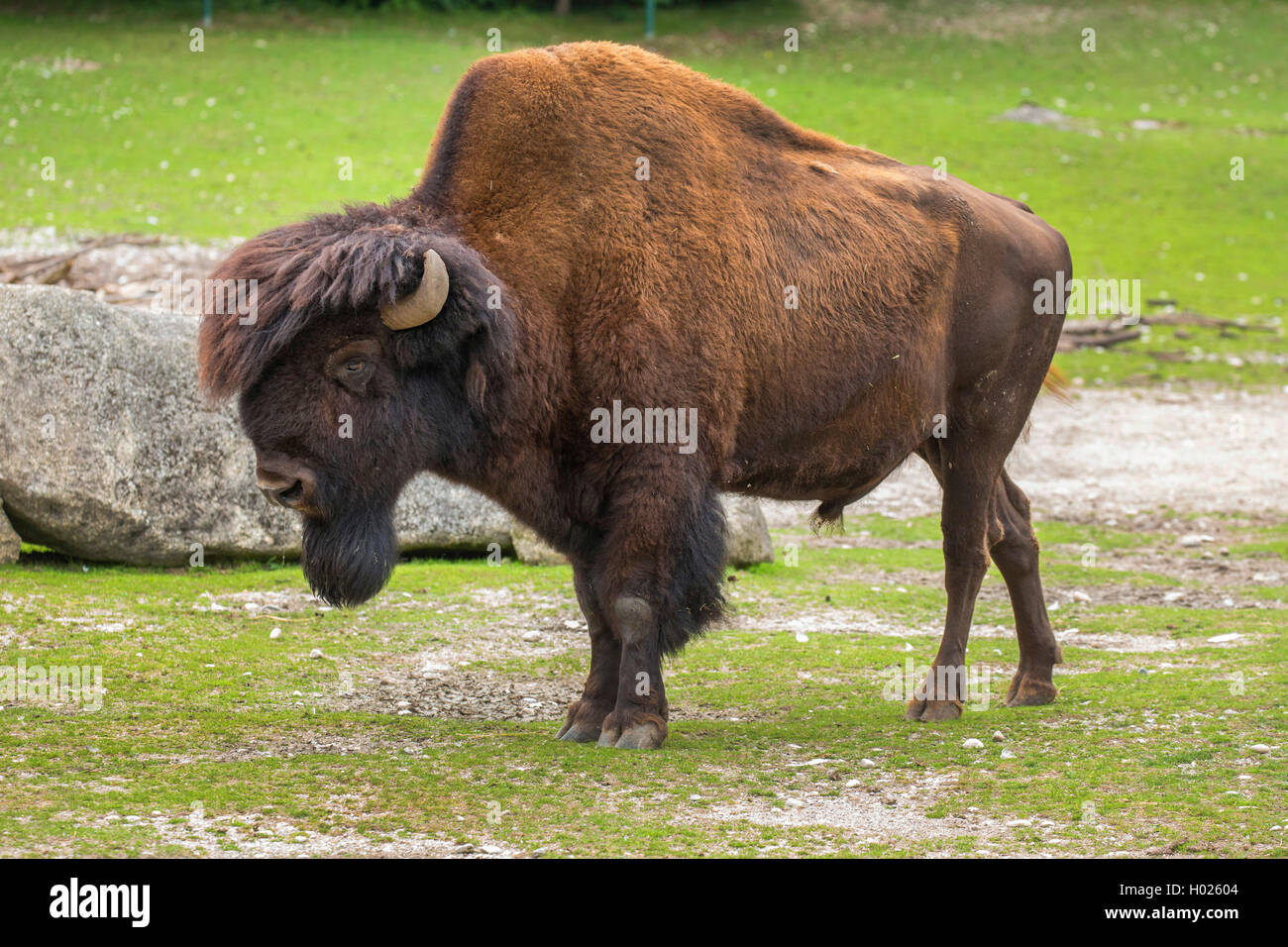 Bison, Wisent, Büffel (Bison bison athabascae), Stier im Zoo Stockfoto