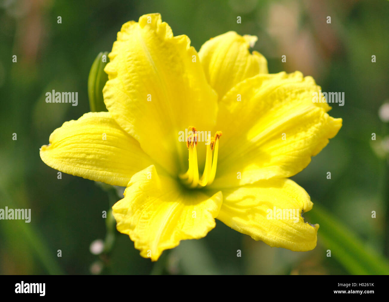 Hybrid Taglilie (Hemerocallis-Hybride), Blume Stockfoto