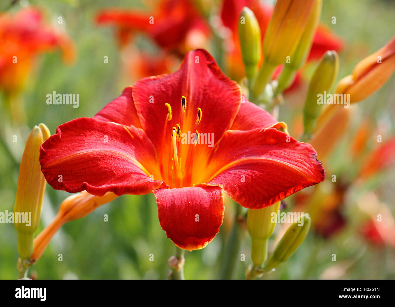 Hybrid Taglilie (Hemerocallis-Hybride), Blume Stockfoto