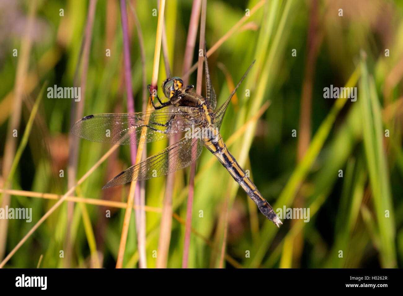 Zwei - Dragonfly gesichtet (Epitheca bimaculata, Libellula bimaculata), auf Gras Blade, Deutschland, Bayern Stockfoto