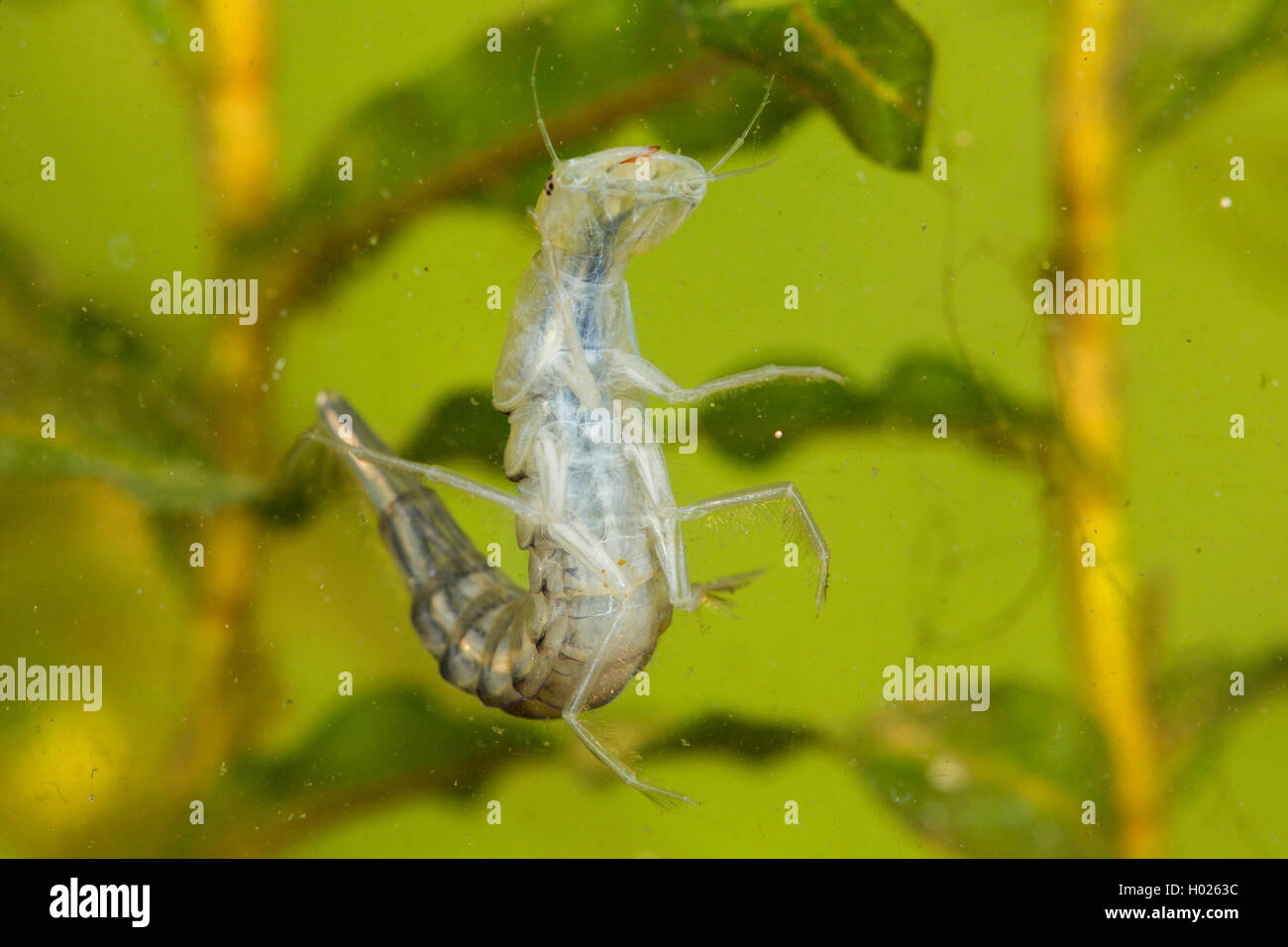 Tolles Tauchen Käfer (Dytiscus Marginalis), Larve nur nach dem Enthäuten, Deutschland Stockfoto