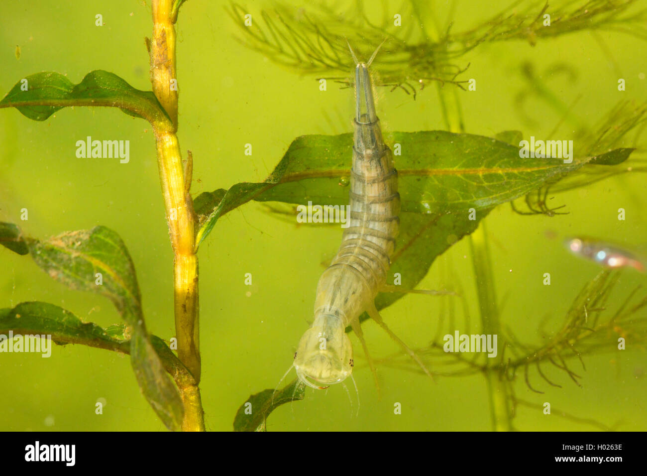 Tolles Tauchen Käfer (Dytiscus Marginalis), Larve nur nach dem Enthäuten mit tranlucent Organe, Deutschland Stockfoto