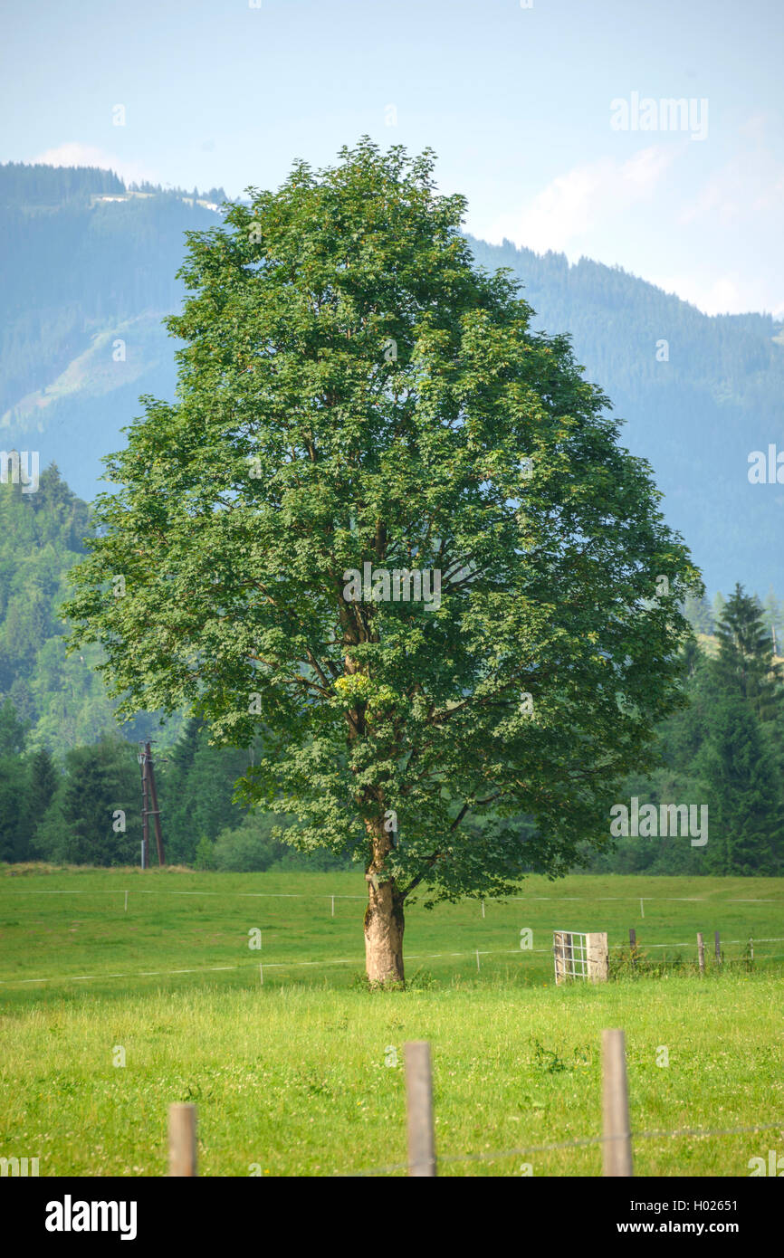 Bergahorn, tolle Ahorn (Acer pseudoplatanus), singlte Baum, auf einer Wiese, Österreich, Nationalpark Hohe Tauern Stockfoto