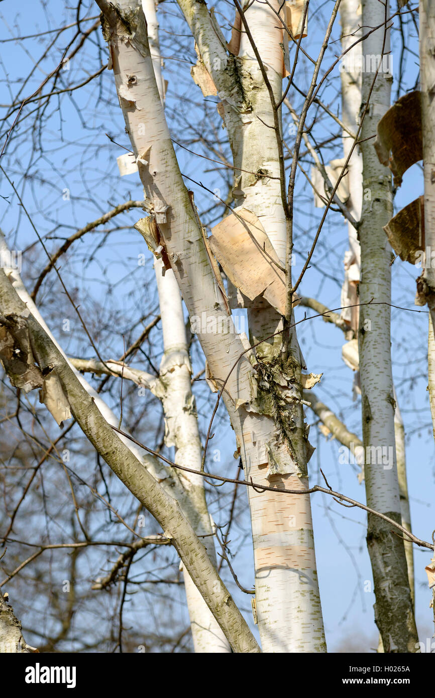 Weiß bellte Himalaya Birke (Betula utilis 'Doorenbos', Betula utilis Doorenbos), Trunks, Sorte Doorenbos Stockfoto