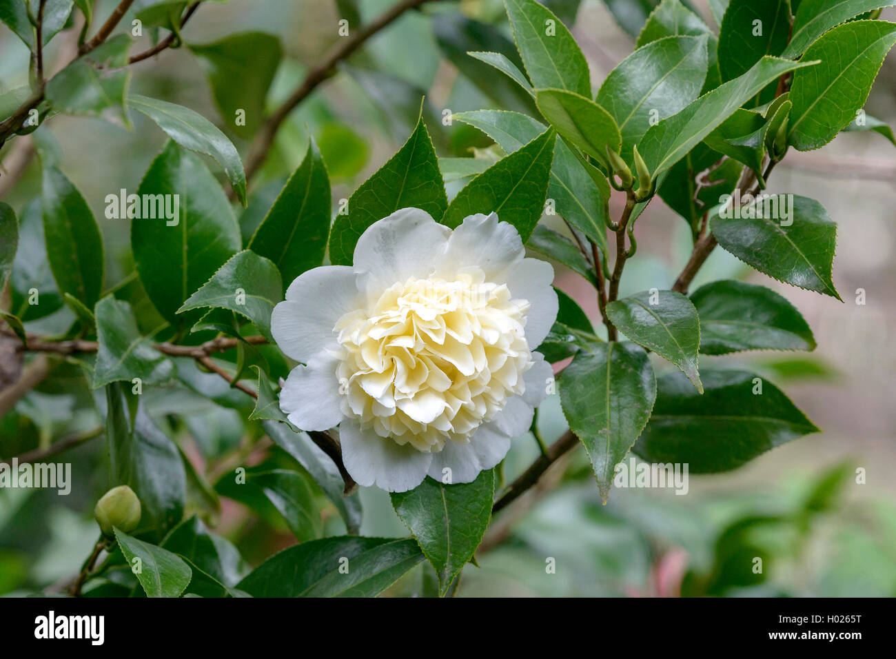 Japanische Kamelie (Camellia japonica 'Brushfield's Yellow', Camellia japonica Brushfield's Yellow (Gelb)), der Sorte Brushfield Yellow Stockfoto