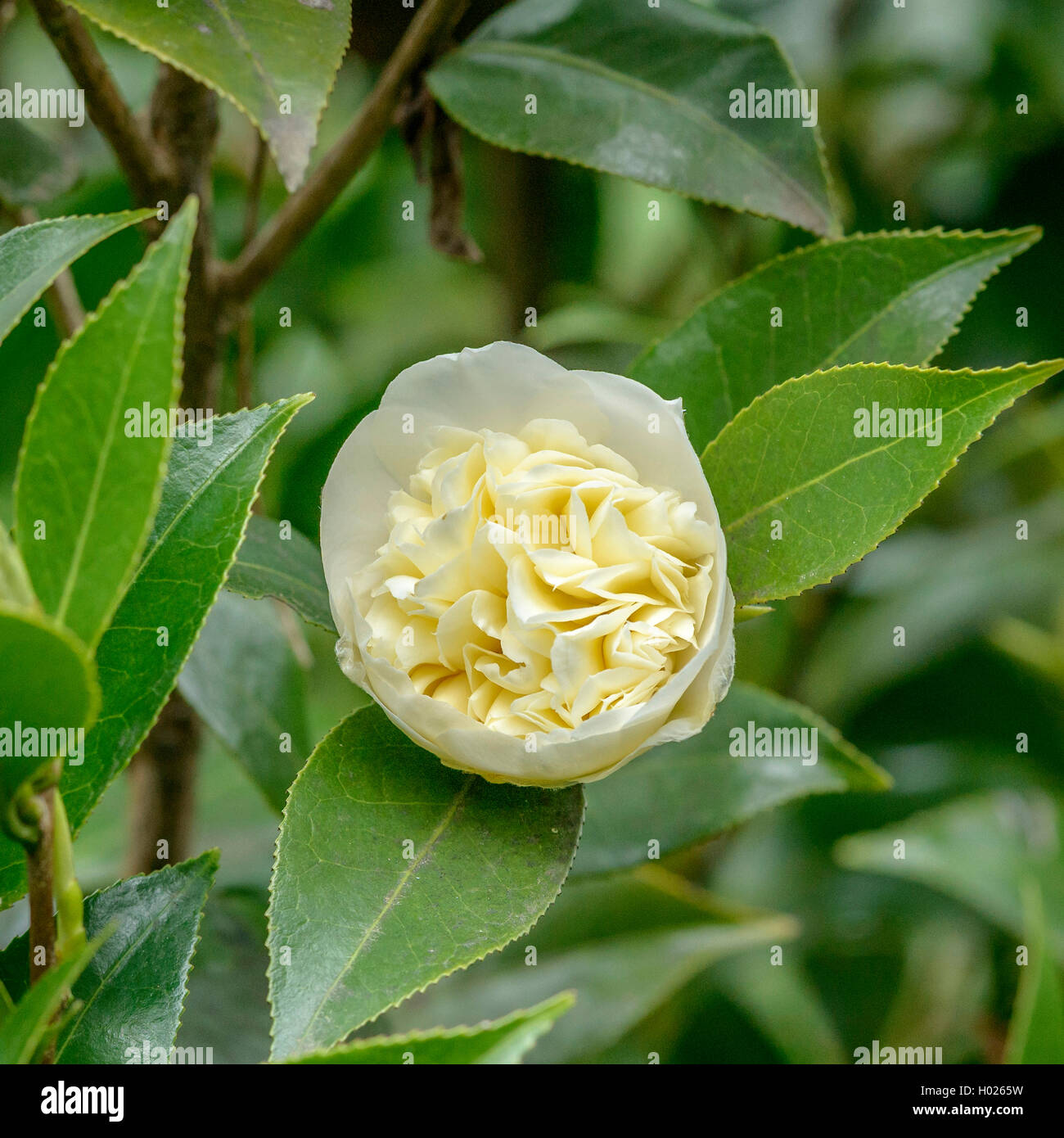 Japanische Kamelie (Camellia japonica 'Brushfield's Yellow', Camellia japonica Brushfield's Yellow (Gelb)), der Sorte Brushfield Yellow Stockfoto