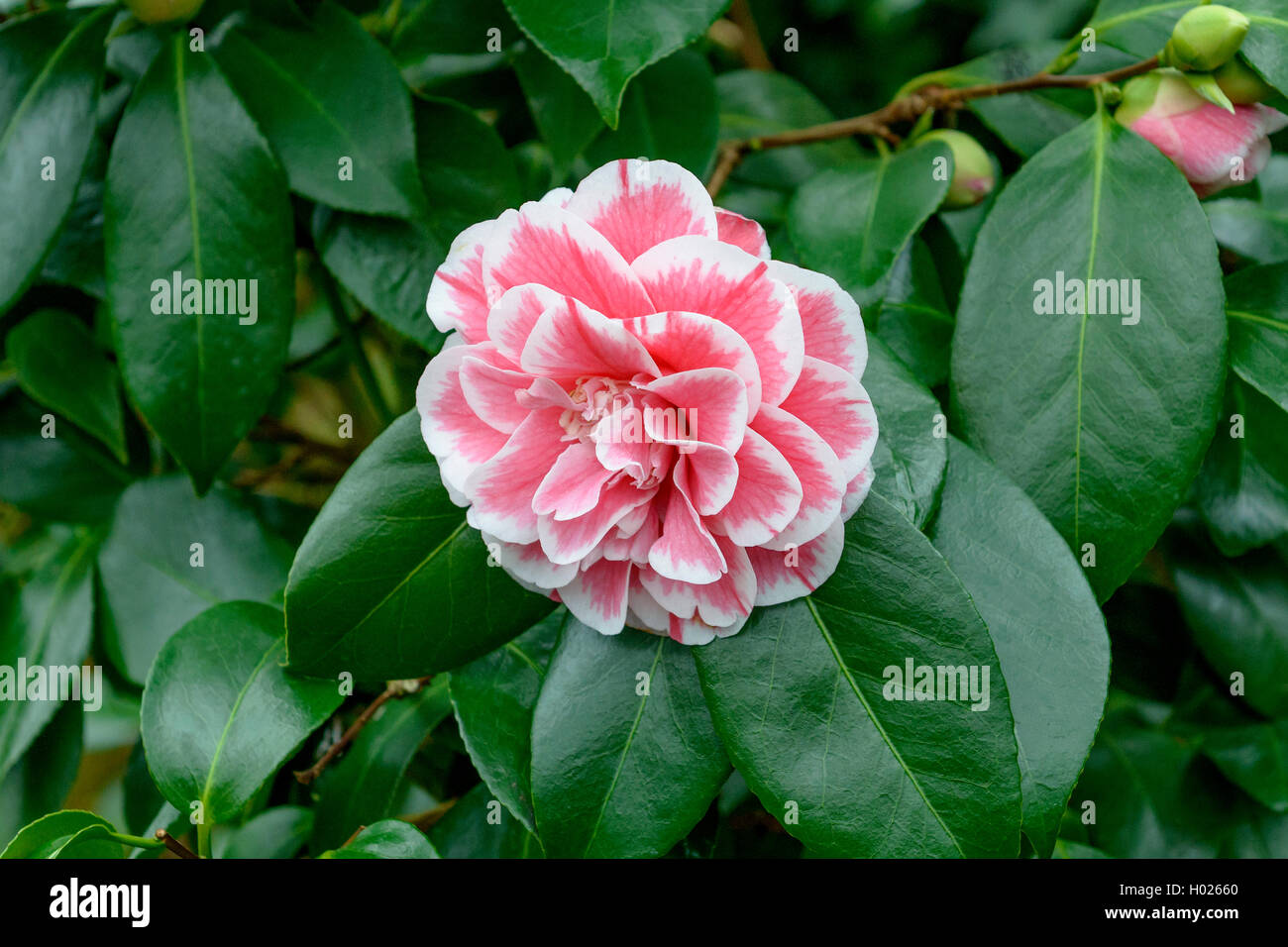 Japanische Kamelie (Camellia japonica 'Herme', Camellia japonica Herme), Sorte Herme Stockfoto