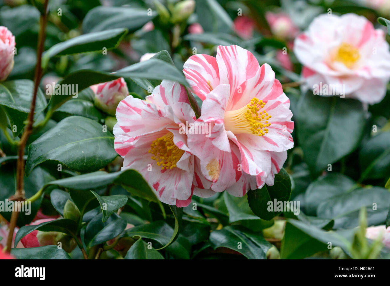 Japanische Kamelie (Camellia japonica 'Tricolor', Camellia japonica Tricolor), Sorte Tricolor Stockfoto