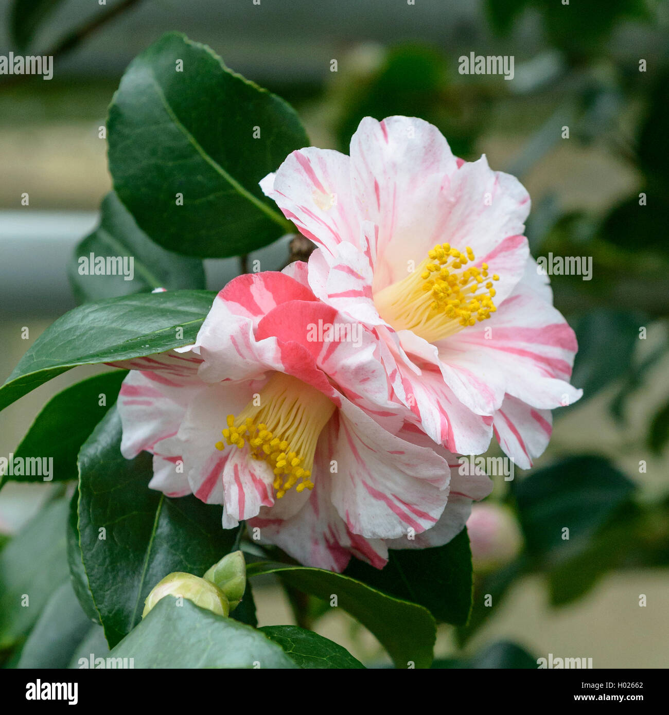 Japanische Kamelie (Camellia japonica 'Tricolor', Camellia japonica Tricolor), Sorte Tricolor Stockfoto