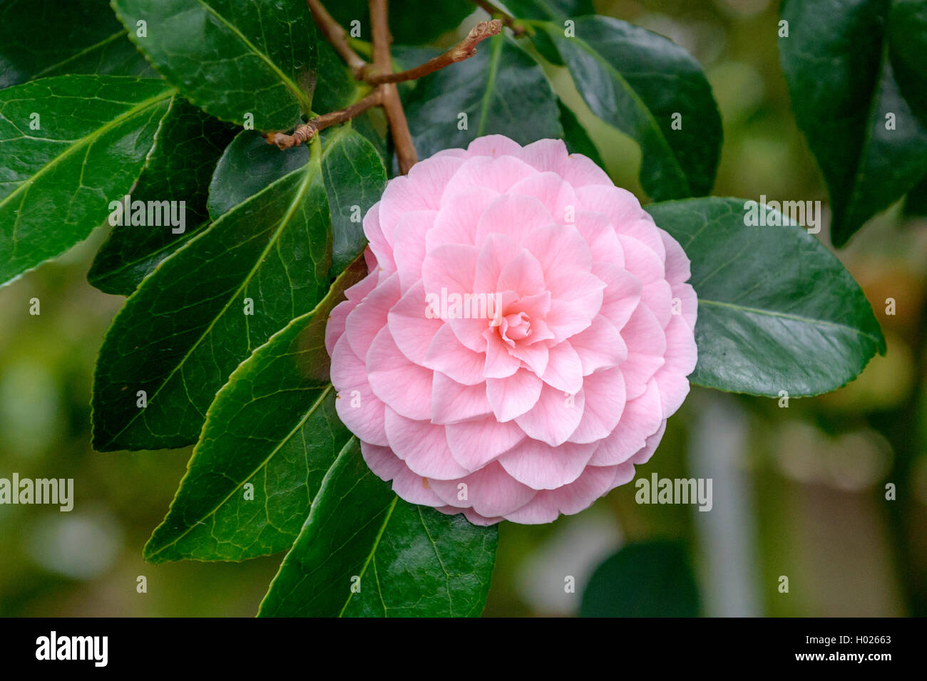 Japanische Kamelie (Camellia japonica 'Frau Minna Seidel', Camellia japonica Frau Minna Seidel), Sorte Frau Minna Seidel Stockfoto