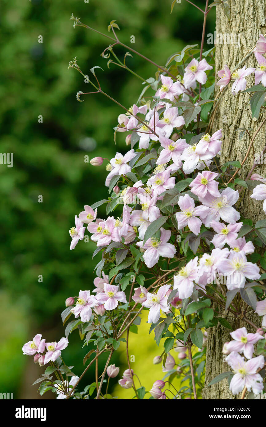 Clematis, Jungfrauen-Bower (Clematis 'Mayleen' Clematis Mayleen), Sorte Mayleen Stockfoto