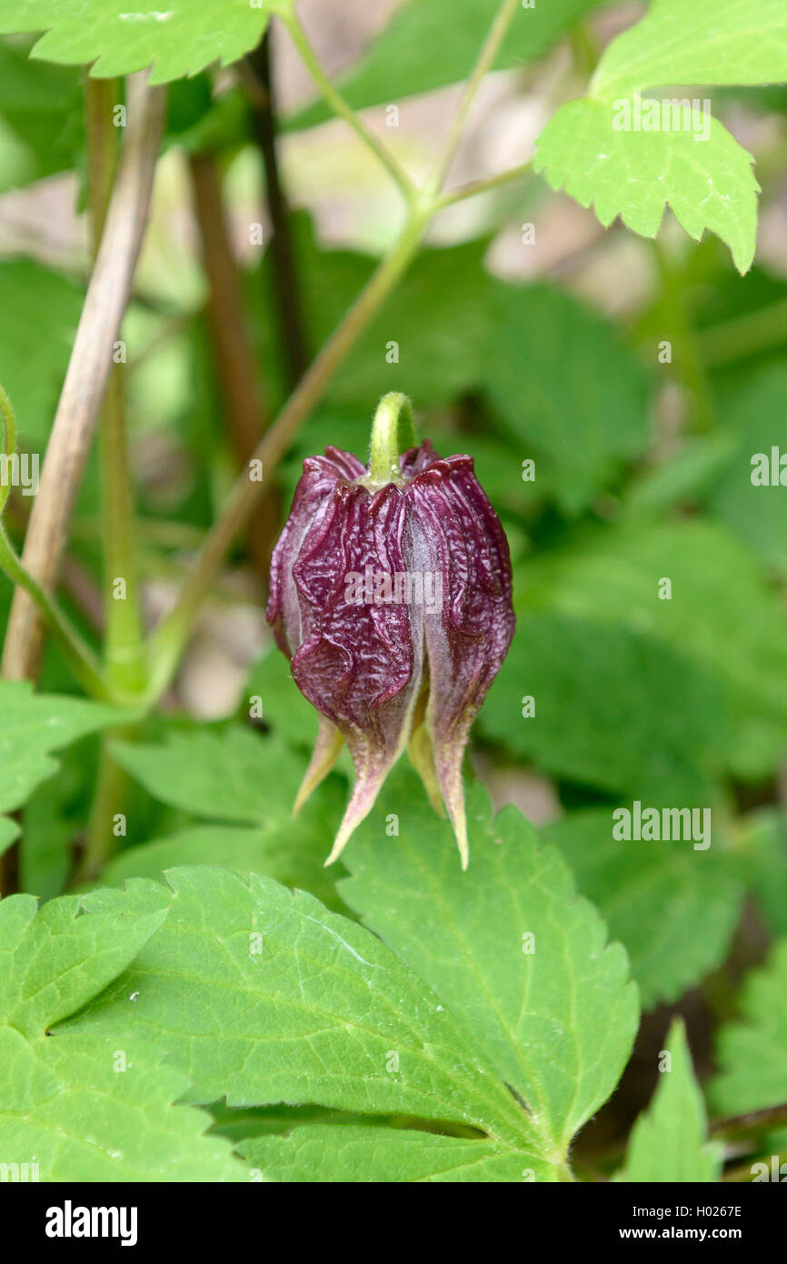 Clematis, Jungfrauen - bower (Clematis chiisanensis), Bud, Deutschland, Sachsen Stockfoto