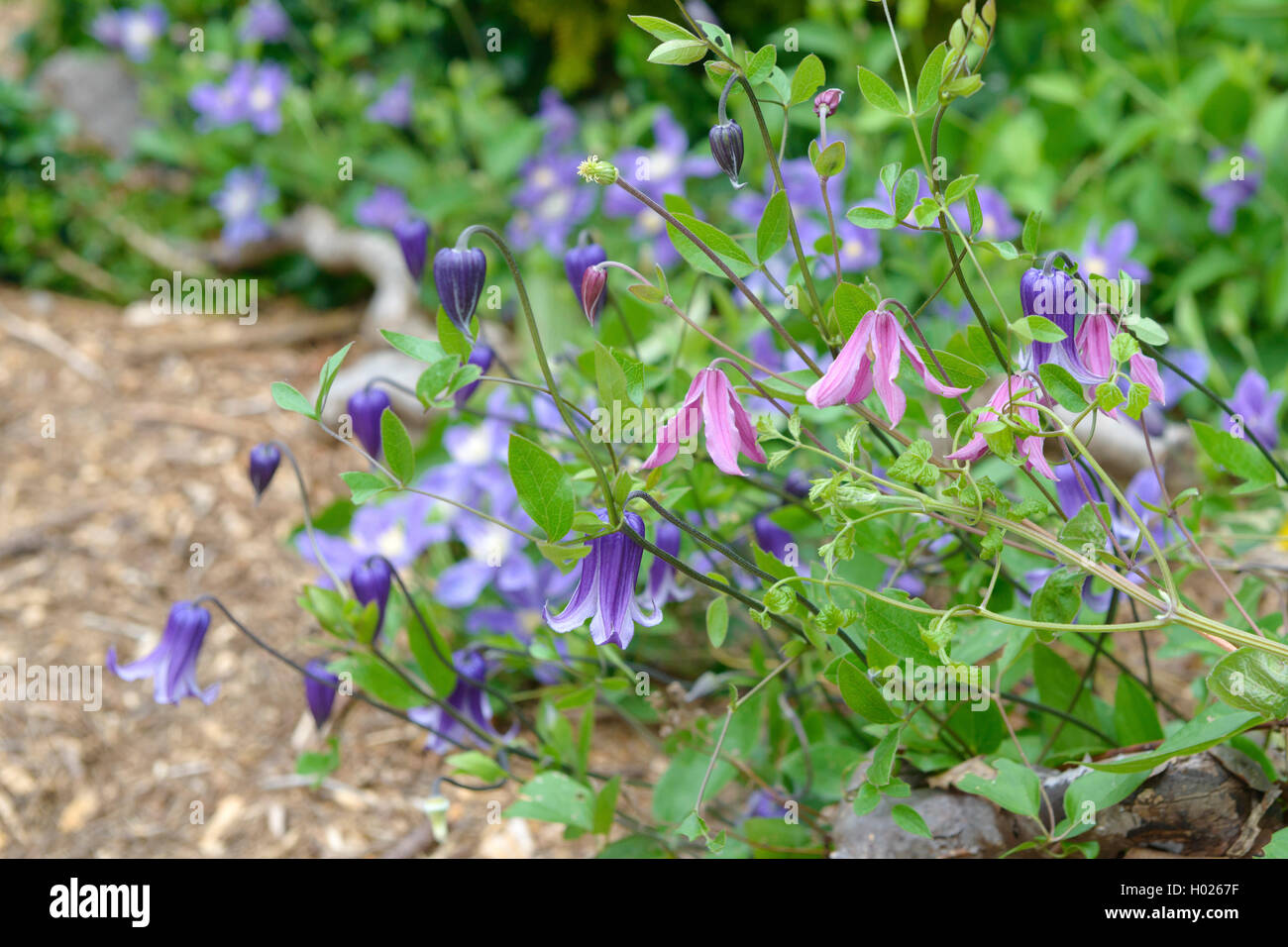 Clematis, Jungfrauen - bower (Clematis integrifolia 'Rosea', Clematis integrifolia Rosea), Sorte Rosea, Deutschland, Sachsen Stockfoto