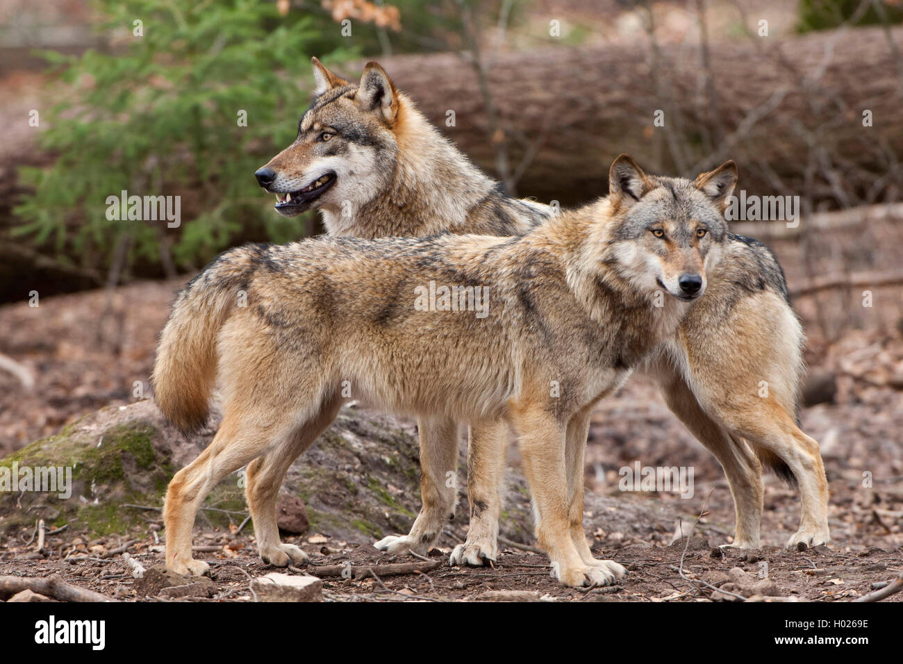 Europäische grauer Wolf (Canis lupus Lupus), zwei Wölfe, Deutschland, Niedersachsen Stockfoto
