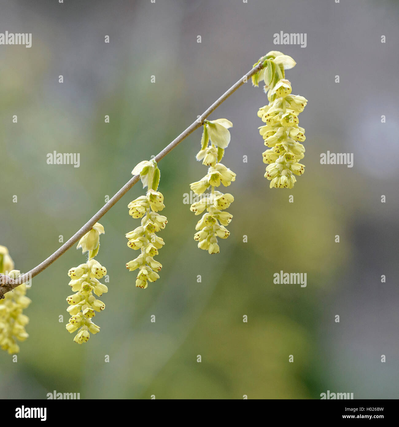 Chinesische Winter Hazel (Corylopsis sinensis), blühender Zweig Stockfoto