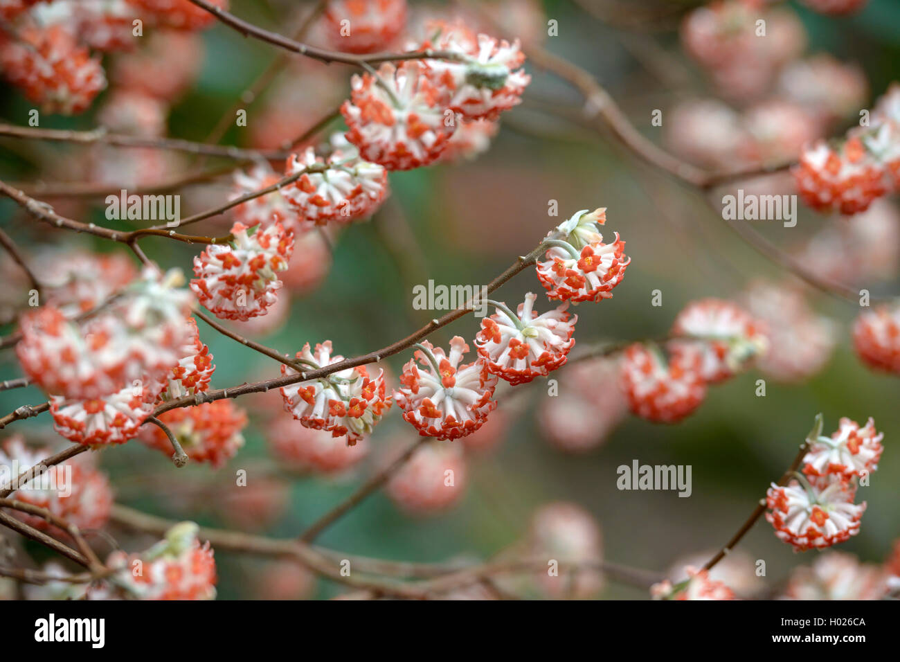 Orientalische Paperbush (Edgeworthia chrysantha 'Akebono', Edgeworthia chrysantha Akebono), Sorte Akebono Stockfoto