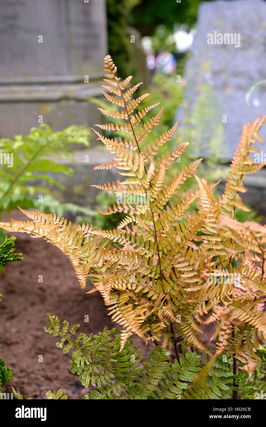 (Dryopteris Dryopteris erythrosorß erythrosorß), Wedel, Deutschland, Niedersachsen Stockfoto