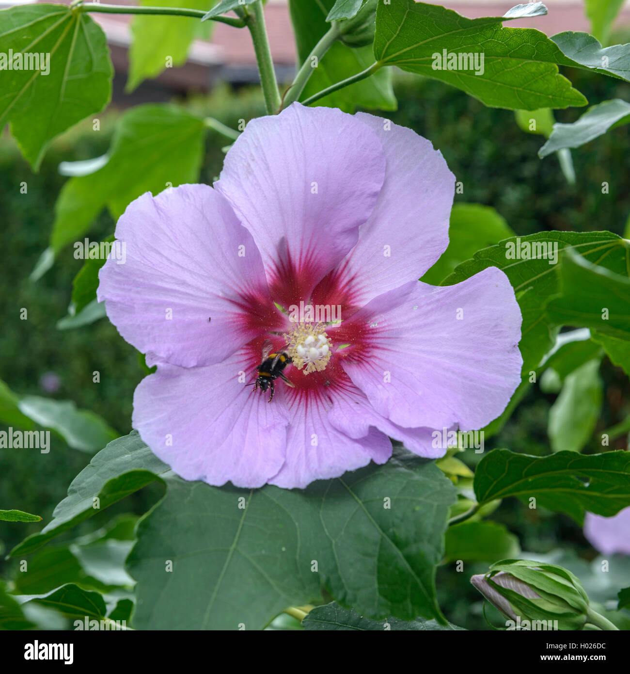 Hibiskus (Hibiscus 'Resi', Hibiskus Resi), Sorte Resi Stockfoto