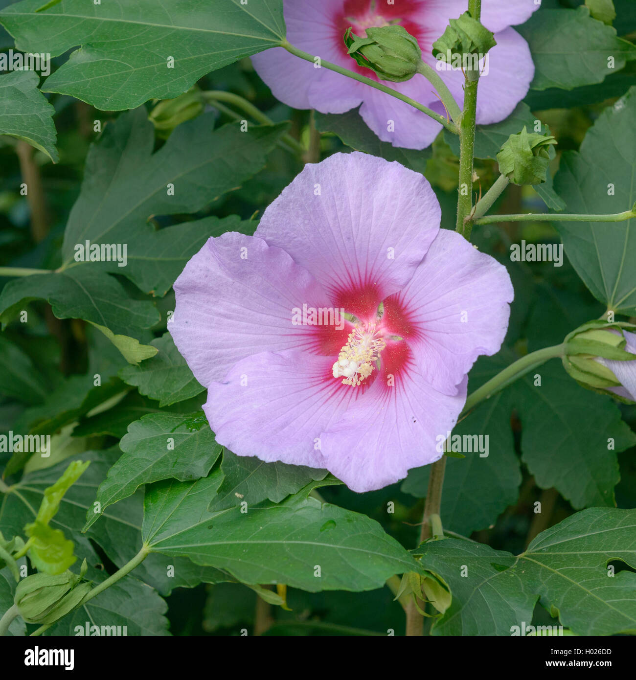 Hibiskus (Hibiscus 'Resi', Hibiskus Resi), Sorte Resi Stockfoto